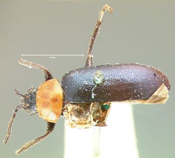 Media type: image; Entomology 18400   Aspect: habitus dorsal view